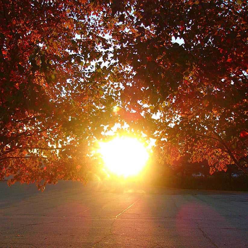 Autumn Glow Wax Melt Snap Bar